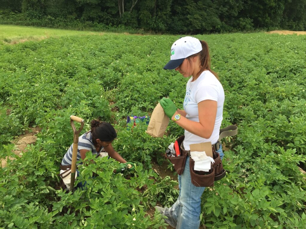 Researchers collecting plants in a field.