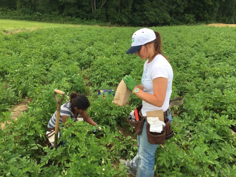 Researchers collecting plants in a field.