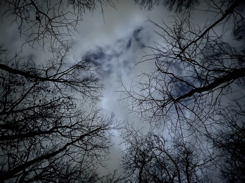 Moonlight visible above trees