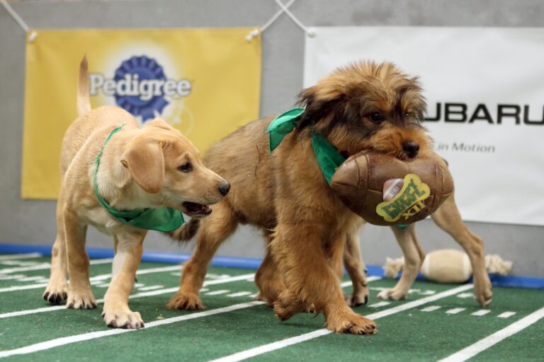 Puppies compete in Puppy Bowl XII