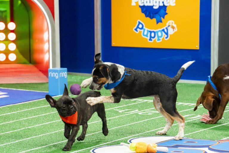 Small Ed from Brandywine Valley SPCA and Jonesy from Rescue City playing in Puppy Bowl XX