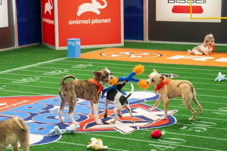 Niner from Humane Society Silicon Valley, Athena from Florida Little Dog and Chili from Humane Society of Pikes Peak Region playing in the Bowl XX.