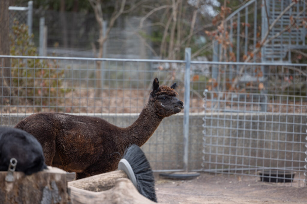 01 04 2024 k paynter philadelphia zoo alpacas An alpaca at the Philadelphia Zoo