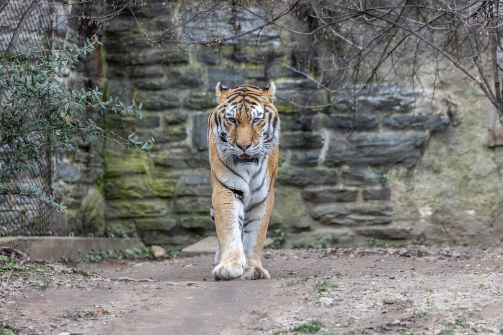 Wiz, an Amur Tiger, in his habitat at the Philadelphia Zoo.