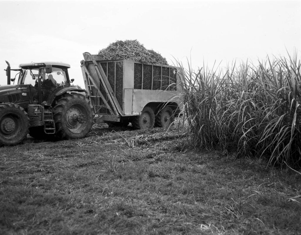 1 A sugar-cane farm belonging to Levert St. John Inc. in St. Martinsville, Louisiana.