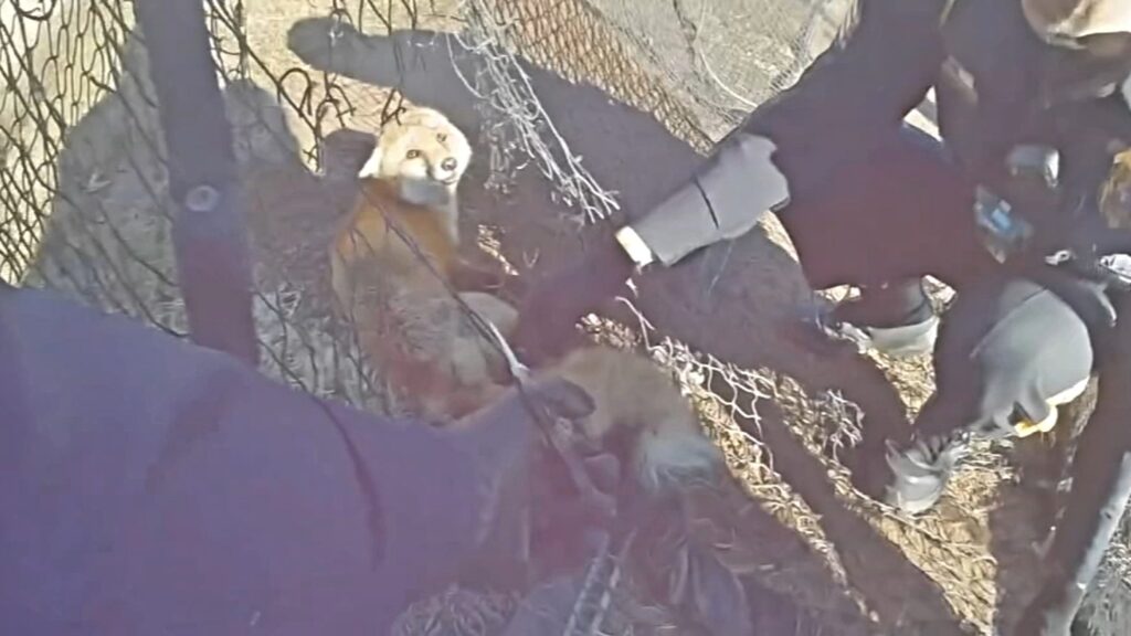 14395317_020724-wpvi-lansdale-fox-rescue-430a-vo-video-vid (Lansdale Police/Facebook)