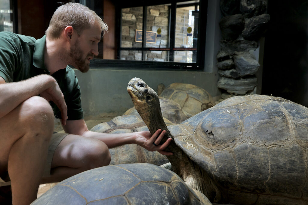 2024 02 05-e lee-andrew ahl-philadelphia zoo- galapagos tortoise enclosure mommy Keeper Andrew Ahl coaxes Mommy out of her shell. At 99, Mommy is the Philadelphia Zoo's senior Galapagos tortoise. Recent attempts to mate her resulted in three clutches of eggs, but none were viable. (Emma Lee/WHYY)