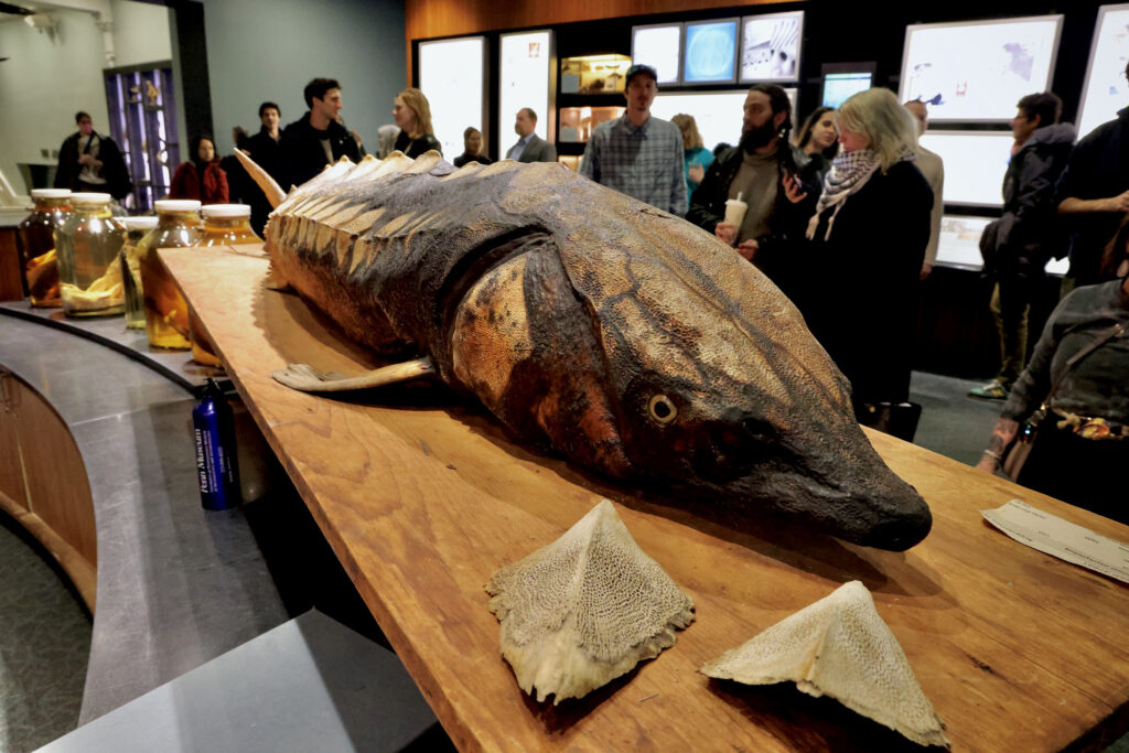 sturgeon