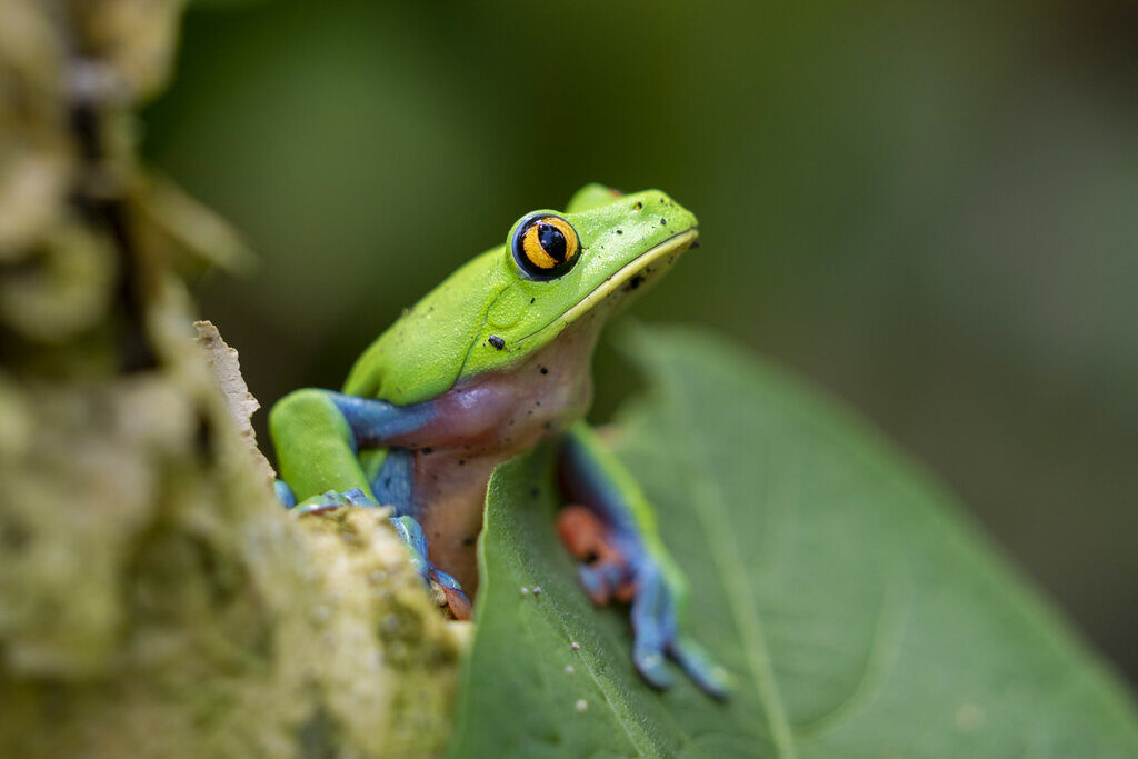 A bright green frog on a leaf