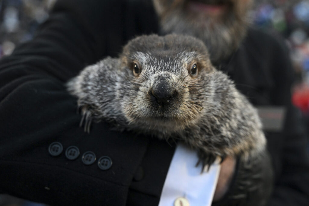 Groundhog Day Things to Know Groundhog Club handler A.J. Dereume holds Punxsutawney Phil, the weather prognosticating groundhog, during the 137th celebration of Groundhog Day on Gobbler's Knob in Punxsutawney, Pa., Feb. 2, 2023. The arrival of annual Groundhog Day celebrations Friday, Feb. 2, 2024, will draw thousands of people to see celebrity woodchuck Phil at Gobbler's Knob in Punxsutawney, Pa. — an event that exploded in popularity after the 1993 Bill Murray movie.