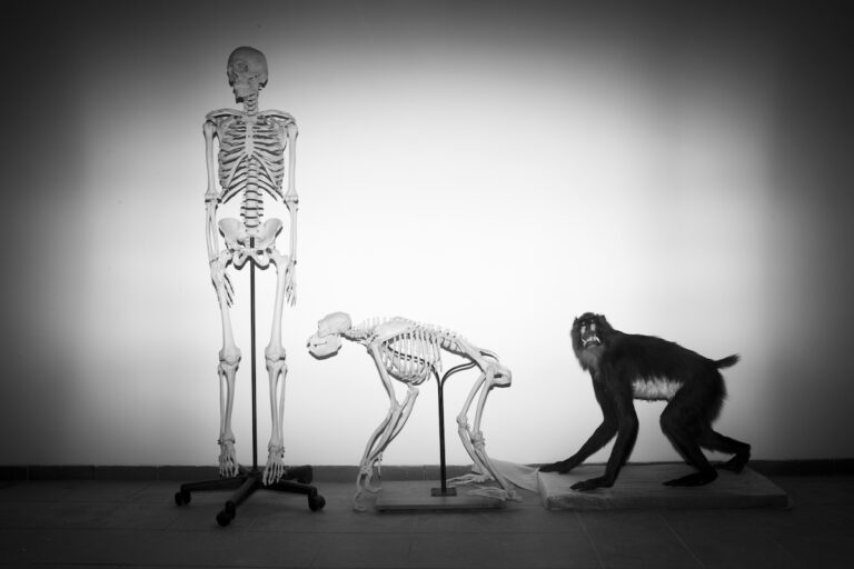 Skeletons of a human and a monkey await installation at the Steinhardt Museum of Natural History in Tel Aviv, Israel on Monday, Feb 19, 2018. Around 20 or 25 million years ago, when apes diverged from monkeys, our branch of the tree of life shed its tail. In a paper published in the journal Nature on Wednesday, Feb. 28, 2024, researchers identify at least one of the key genetic tweaks that led to this change.