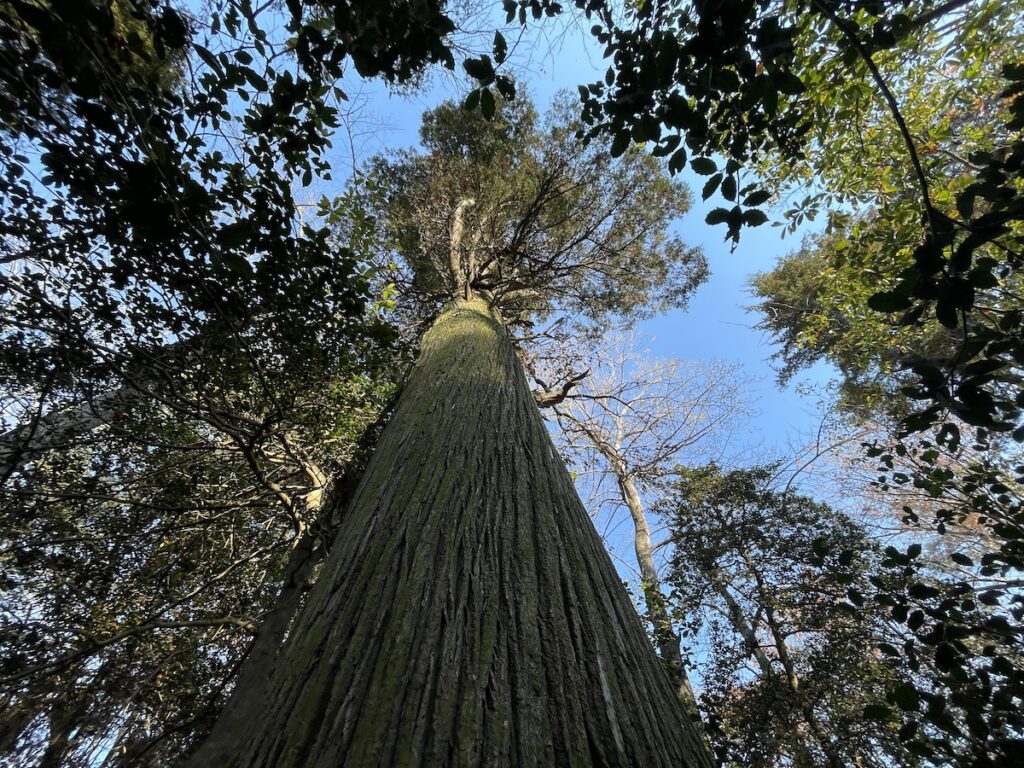 Atlantic white cedar at TNC’s Ponders Tract 1_(c) John Hinkson – The Nature Conservancy An Atlantic white cedar as seen from below