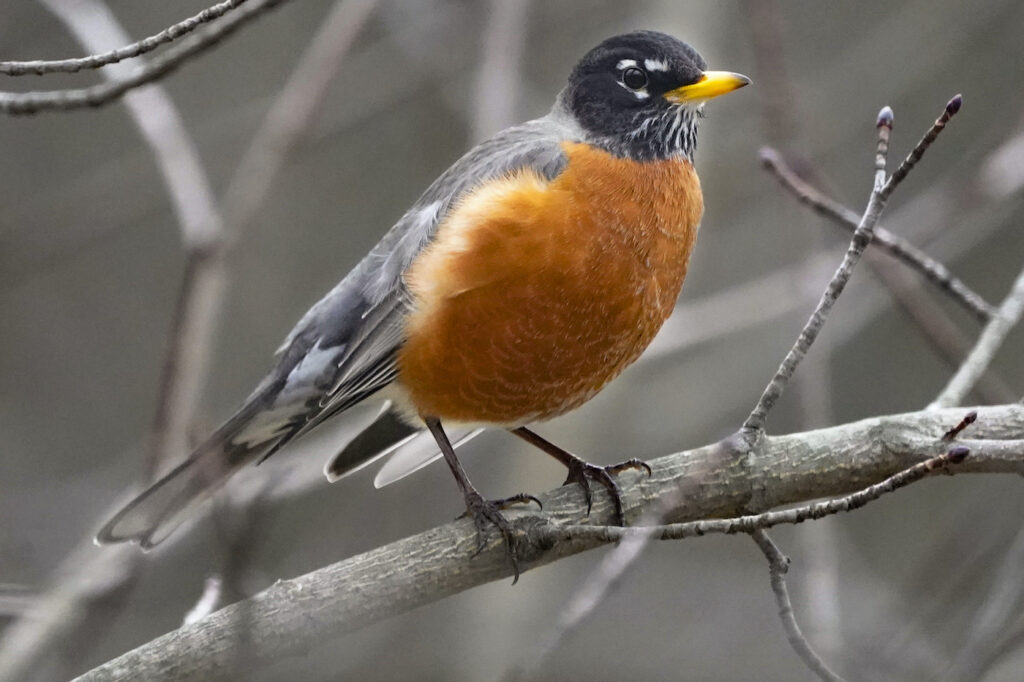 A bird on a tree branch