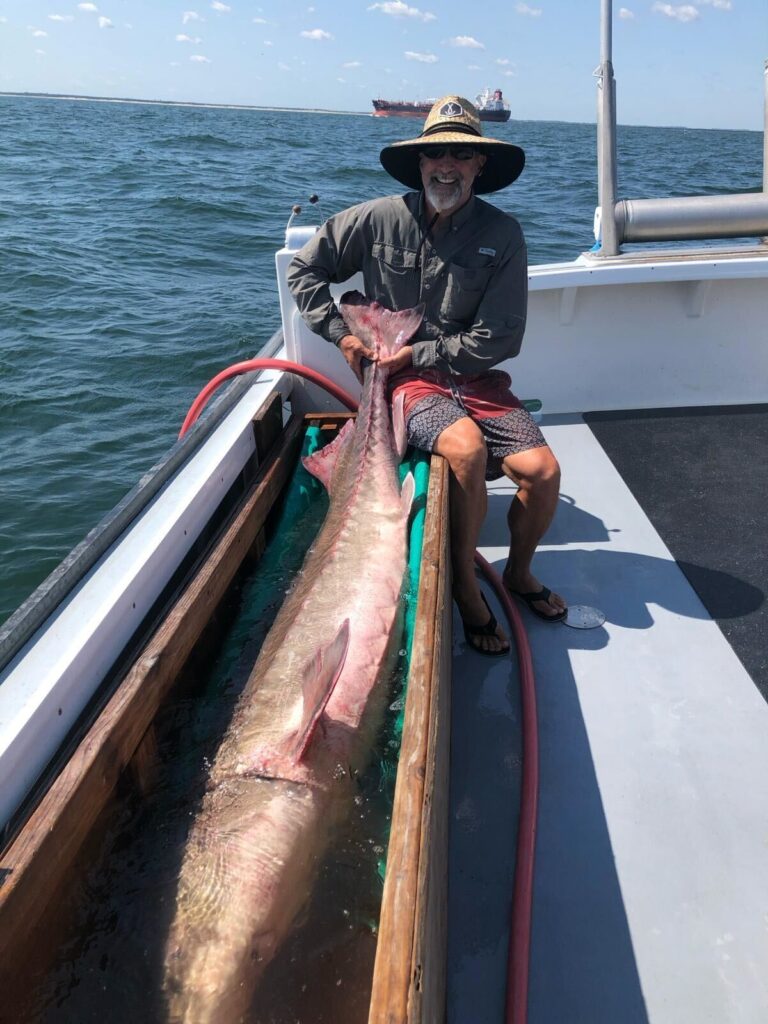 holding an atlantic sturgeon