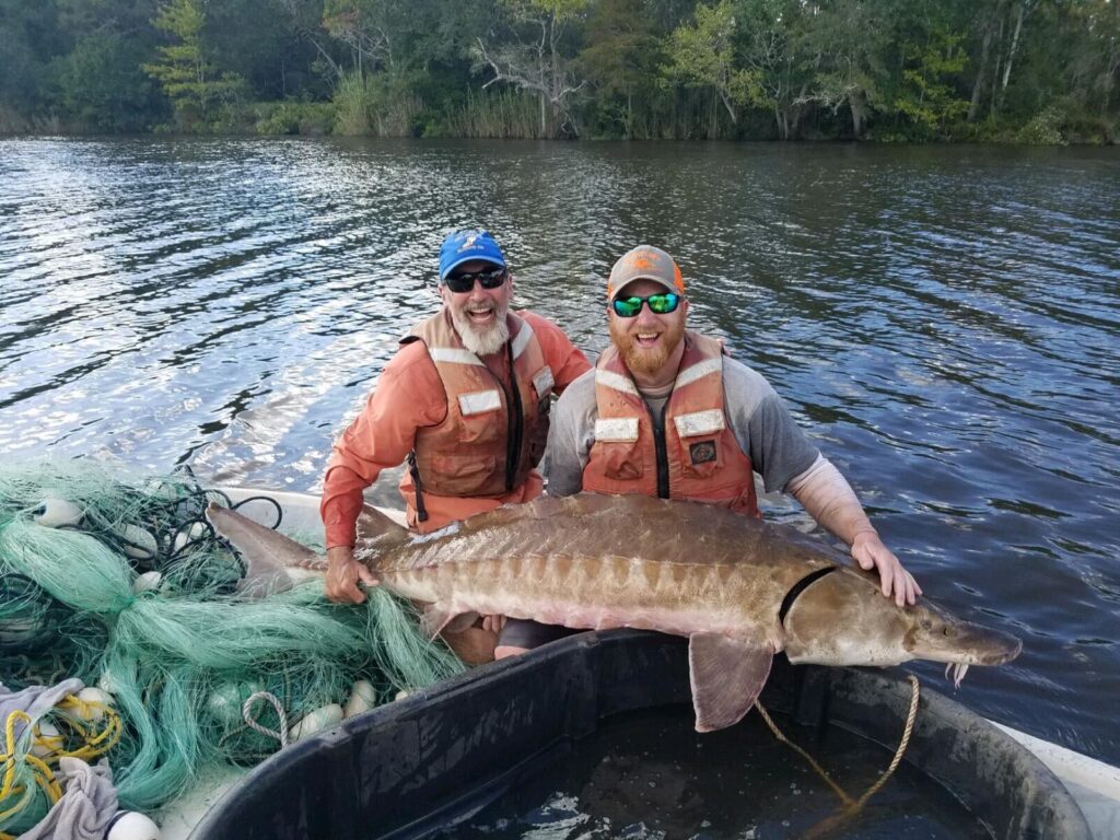 atlantic-sturgeon-Dewayne-Fox-2024-02-09-2 holding an atlantic sturgeon