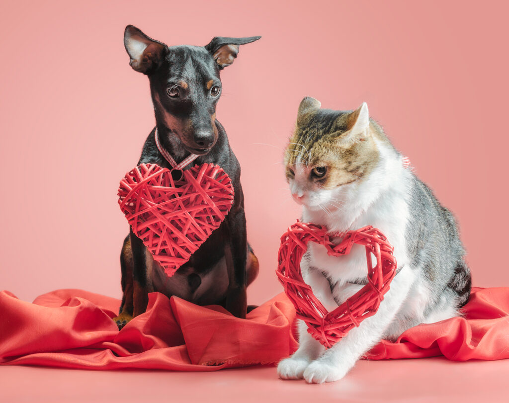 Miniature Pinscher Puppy And Cat With Valentines Day Decor On A miniature pinscher puppy and cat with valentines day decor on a red background