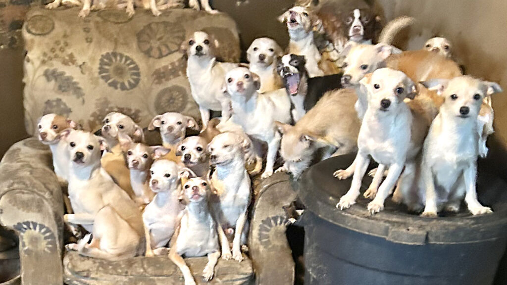 delaware-animal-hoarding-6abc-2024-02-02 Many dogs sitting on top of each other