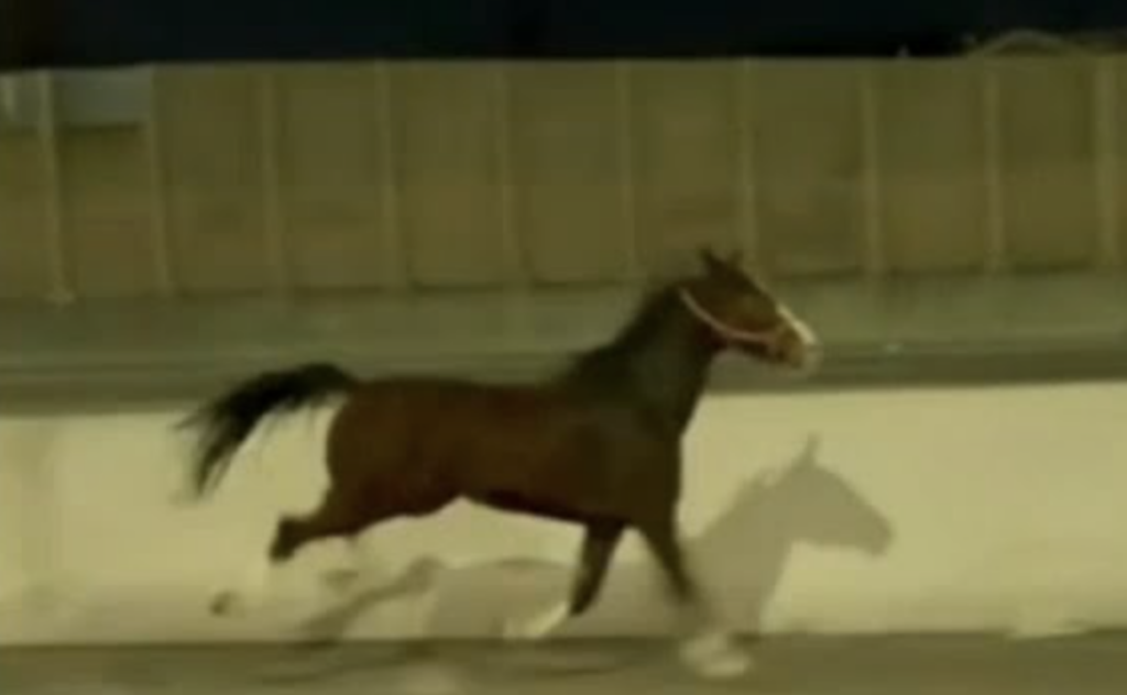 horse-95 A horse runs down I-95