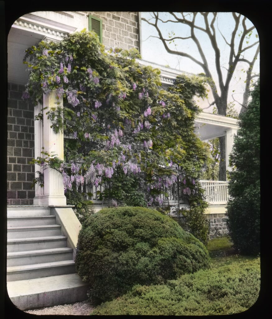 flowers growing on the front porch
