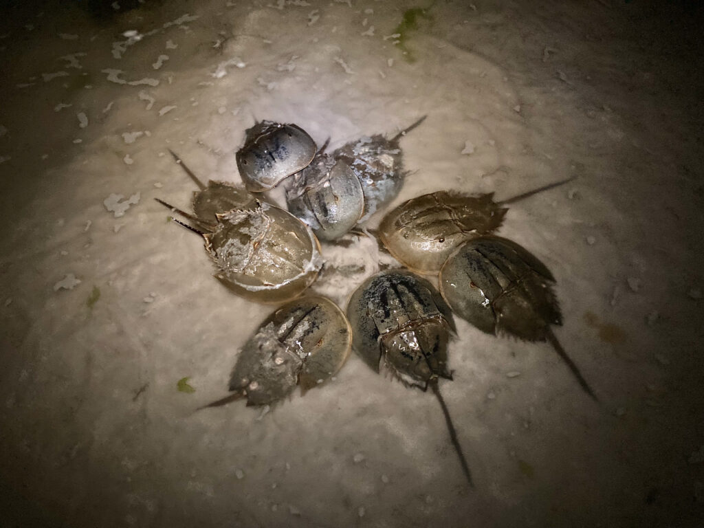 horseshoe crabs