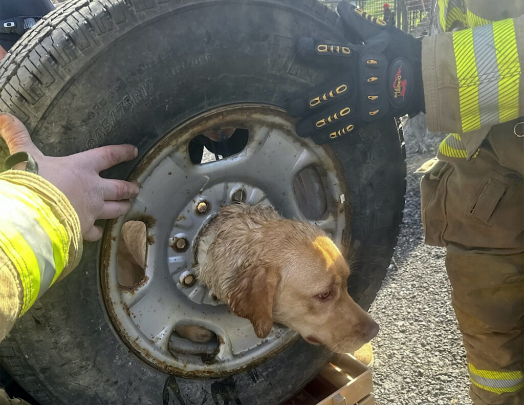Dog Stuck in Tire Dog stuck inside a tire