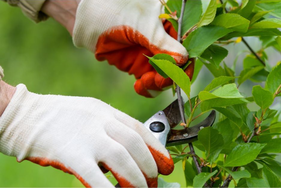 Cut it or leave it? We are joined by some gardening experts ready to answer your questions.
