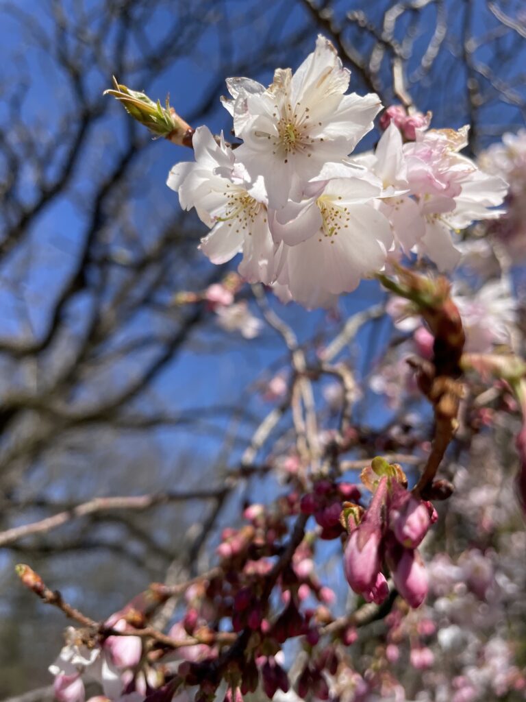 Cherry blossoms on a tree