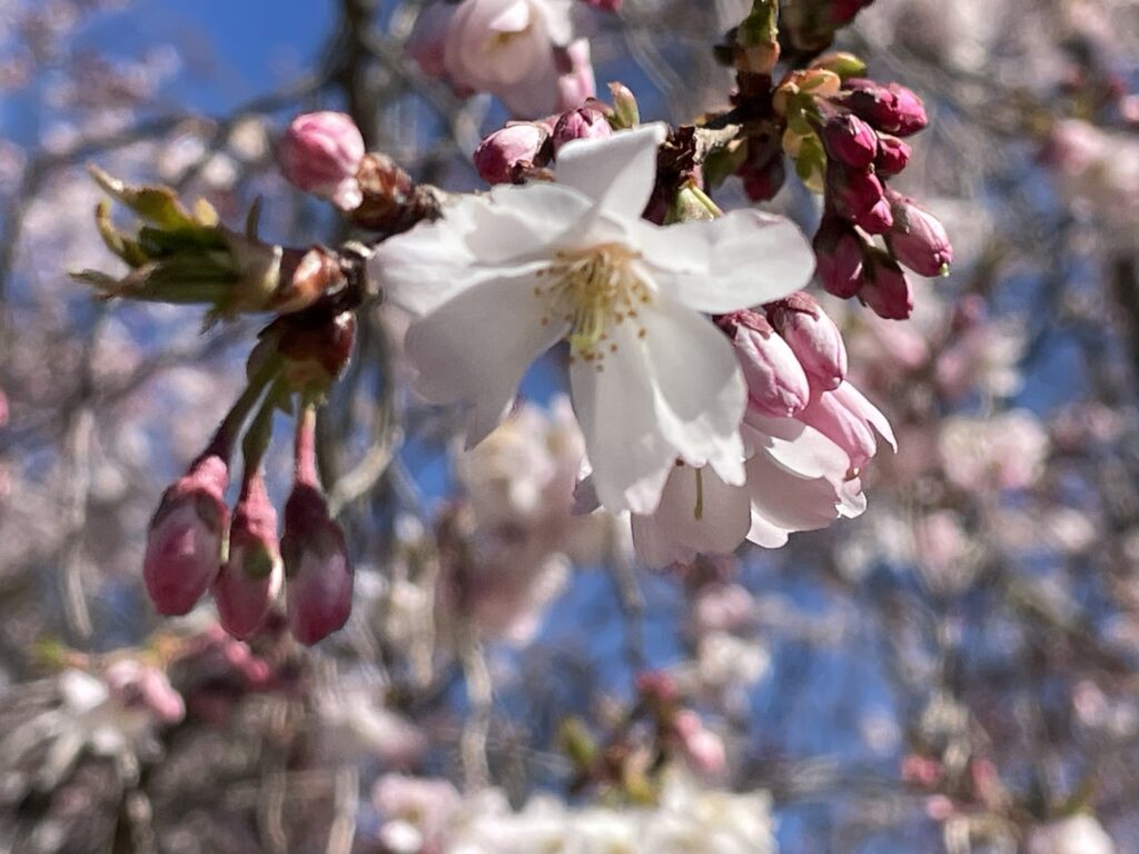 cherry-blossoms-j-lynn-2024-03-27-2 Cherry blossoms on a tree