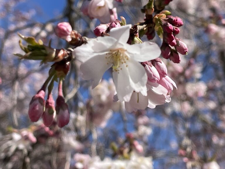 Cherry blossoms on a tree