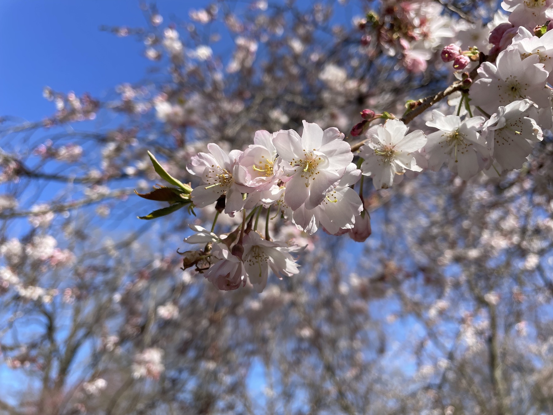 Cherry blossoms on a tree