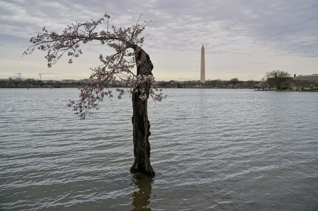dsc02979_slide-90074fd2108d7ec6257ec6986abcc2aa1b761a62-s1600-c85 The scraggly cherry blossom tree known as Stumpy on March 15 in Washington, D.C. At high tide, the base of the tree's trunk is inundated with several inches of water.