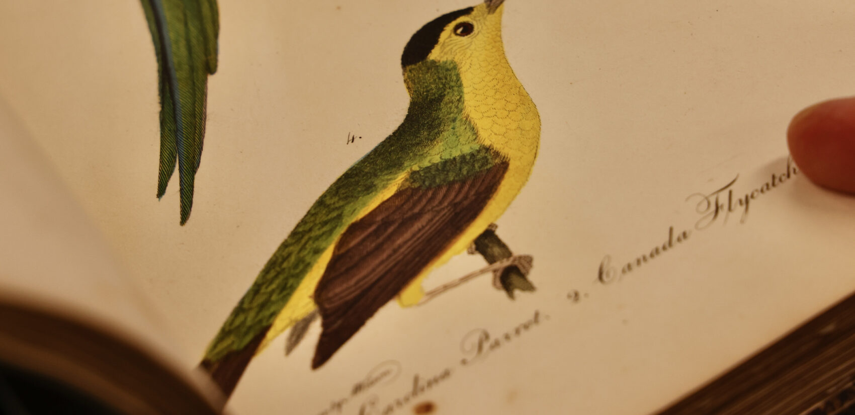 A page in Alexander Wilson's book shows a depictions of a bird