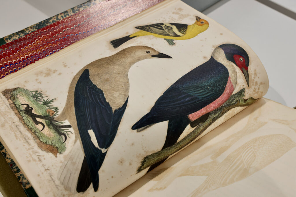 2024 04 11-e lee-phiiladelphia academy of natural scientists-bird names for birds clarks crow lewis woodpecker A page in Alexander Wilson's book shows depictions of birds