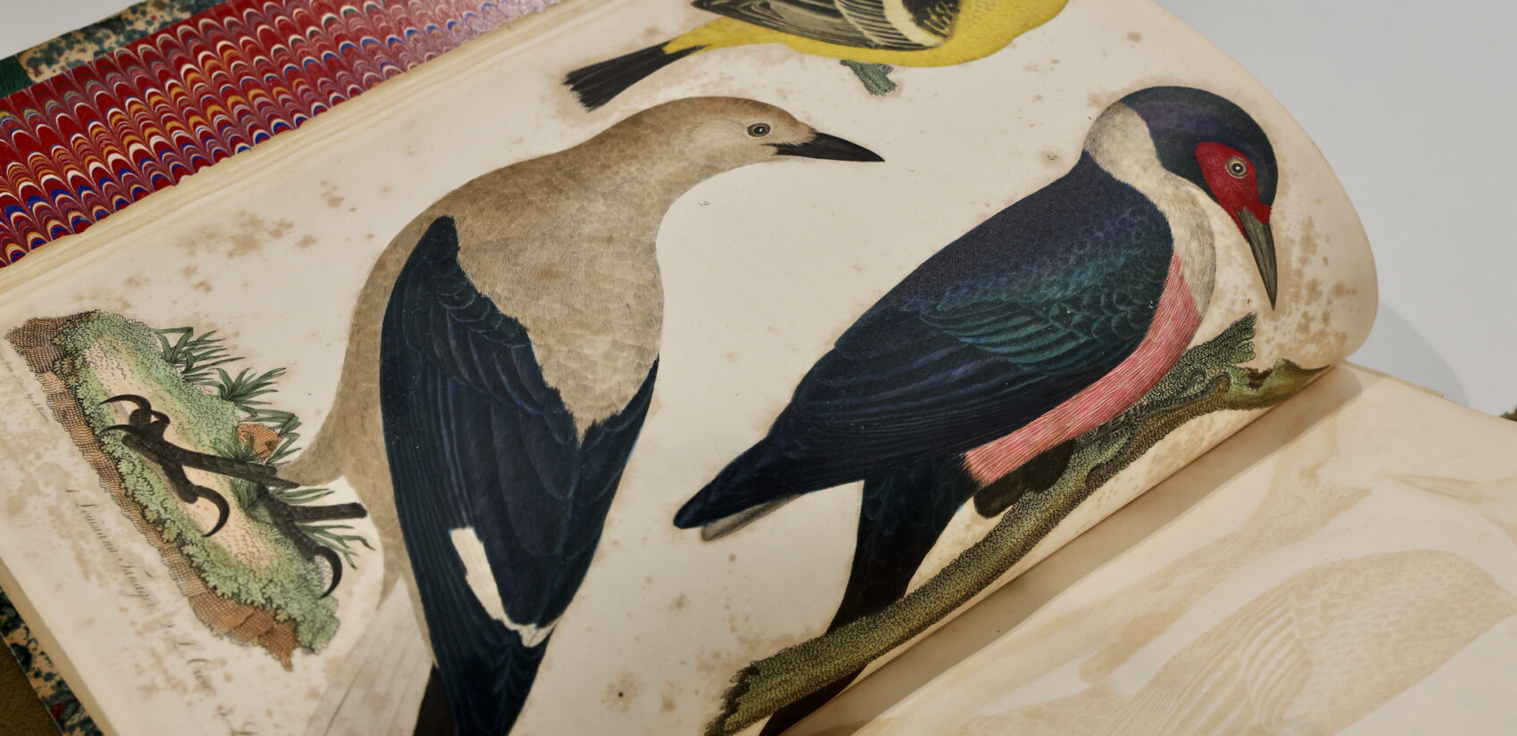 A page in Alexander Wilson's book shows depictions of birds