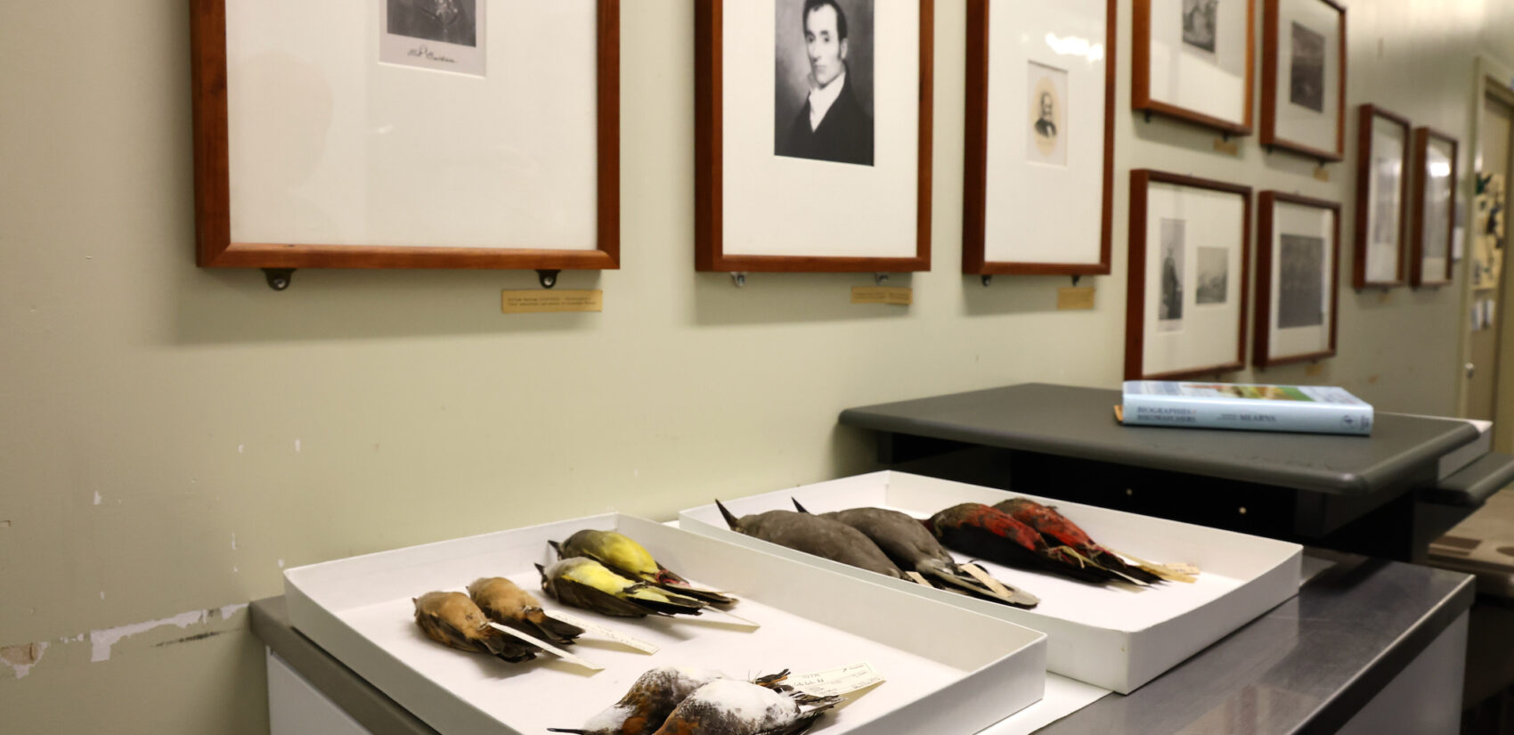 Specimens of birds sit below portraits of the men who named them