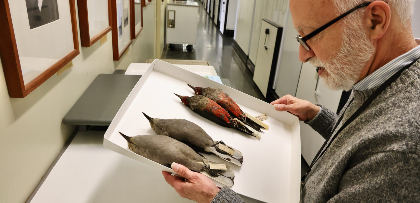 Curator Robert Peck holds bird specimens next to portraits of men who named them