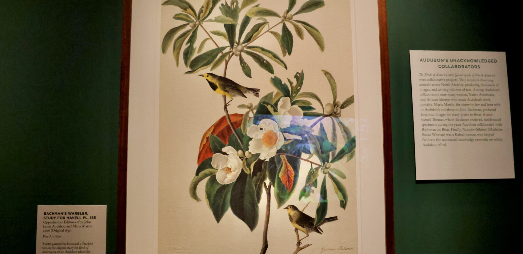 A print of Audubon's painting titled Bachman's Warbler