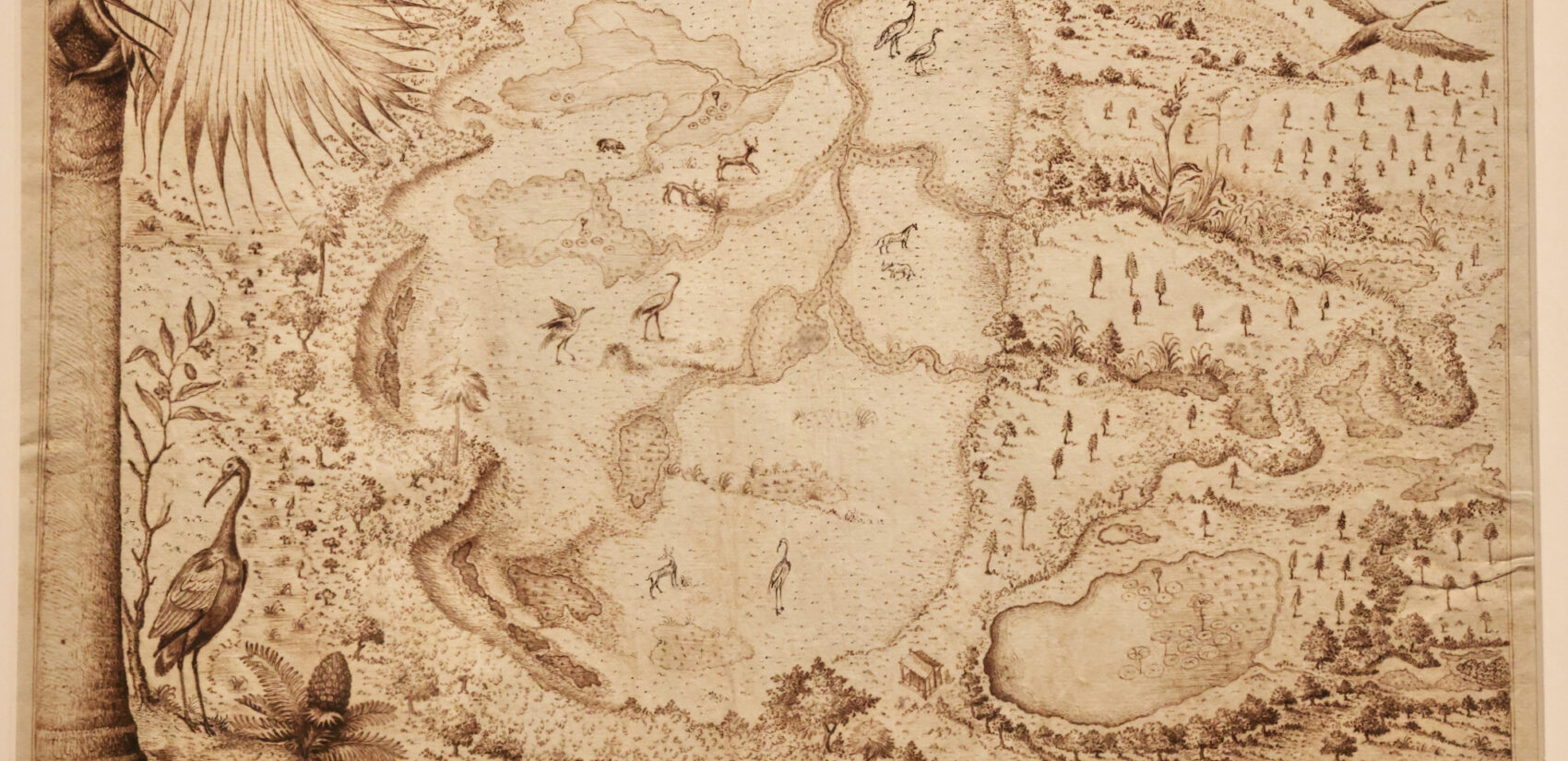 A drawing of the Alachua Savanna ecosystem in Florida
