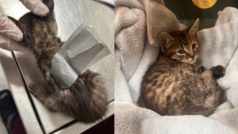 A kitten wrapped in duct tape