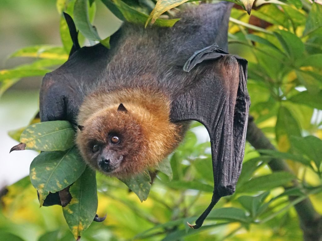 Urban Wildlife They live among us; bats, coyote and more. But how do we peacefully coexist? We learn from a wildlife expert.