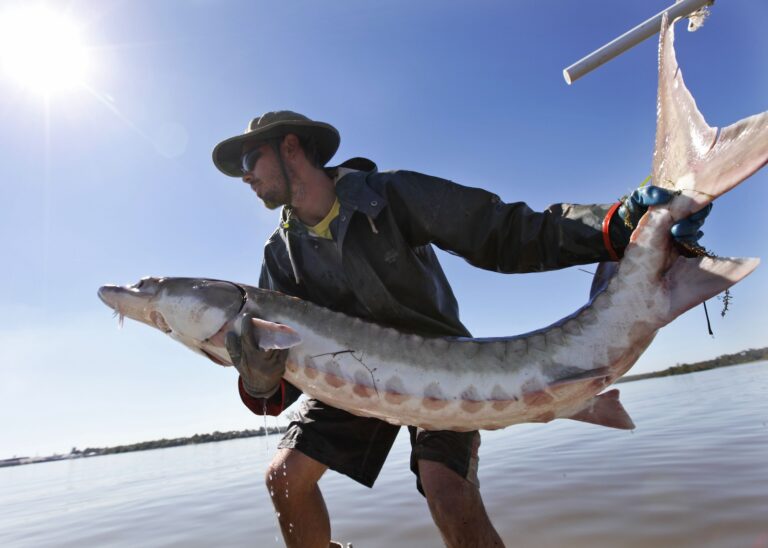 A man prepares to toss a 70-pound Atlantic sturgeon into the James River