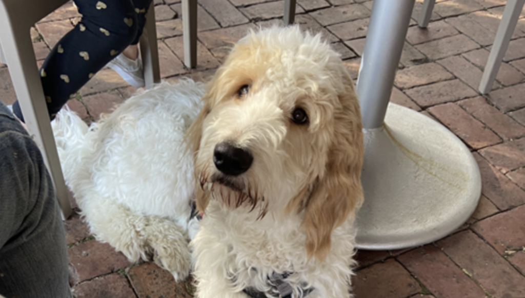 cappuchino-service-dog-maria-wright-penn-medicine-040824 A dog named Cappuccino is seen sitting under a table
