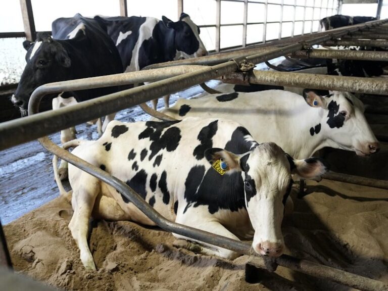 Cows in a barn