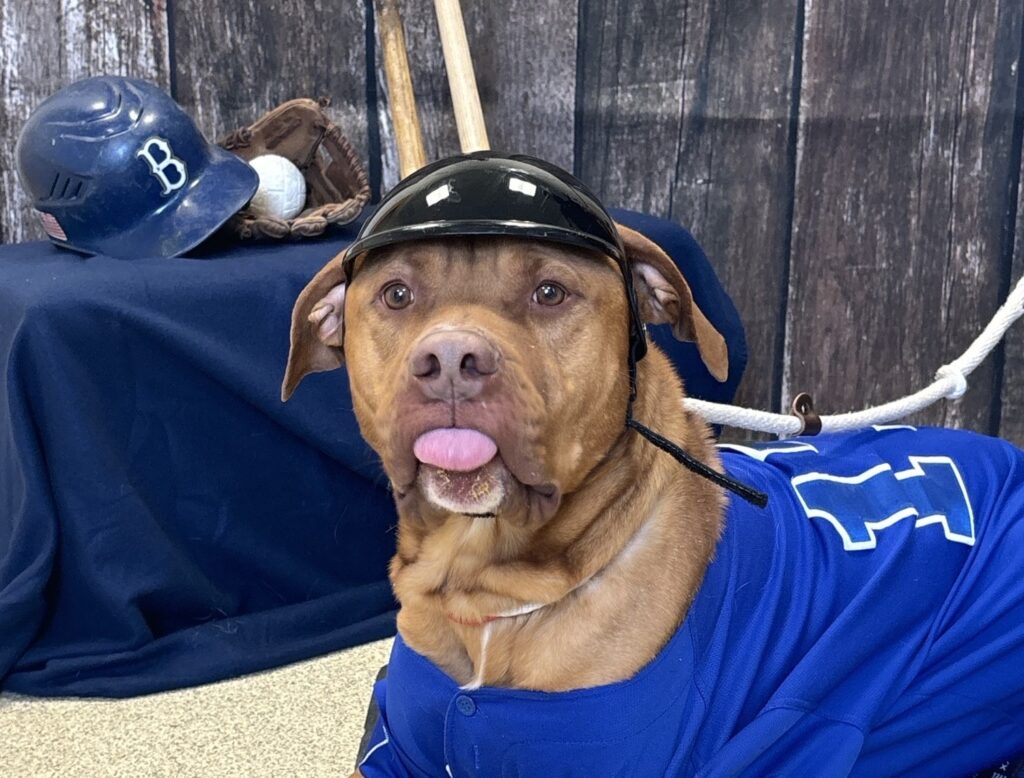 new-jersey-shelter-baseball-dog-cat-game-Rusty Rusty, a friendly 6-year-old Pit Bull terrier mix.