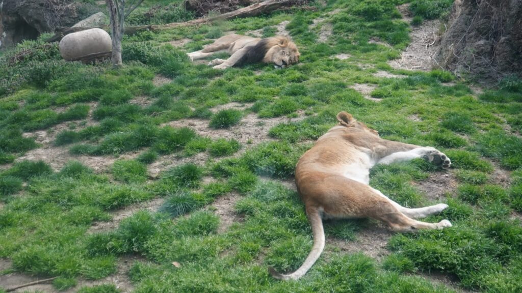 philadelphia-solar-eclipse-2024-zoo-animals Tajiri and Makin, The Philadelphia Zoo's African lions