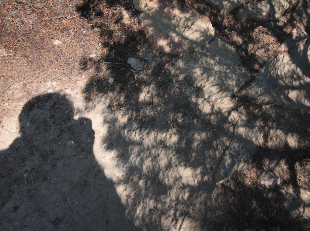 A photo shows the eclipse projected through the spaces between leaves taken on Aug. 21, 2017, in Glendo, Wyo.
