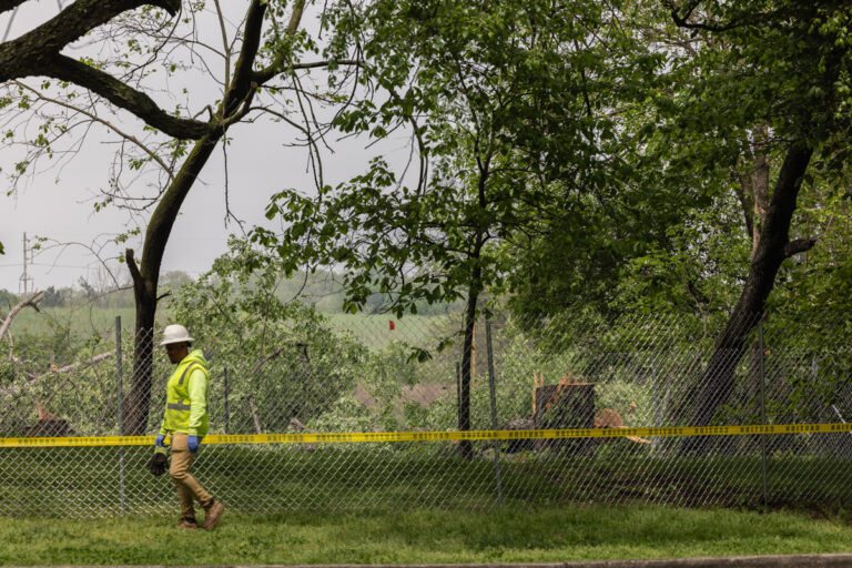 a cut-down tree