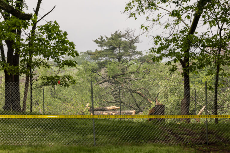 a clearing at FDR Park