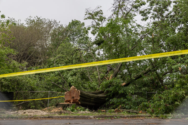 a cut-down tree