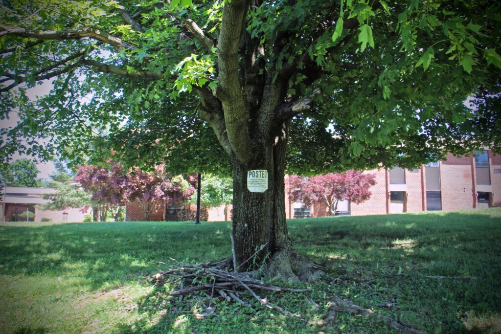 2021 06 18-e lee-marple township pa don guanella property-county park tree Tree on the park grounds
